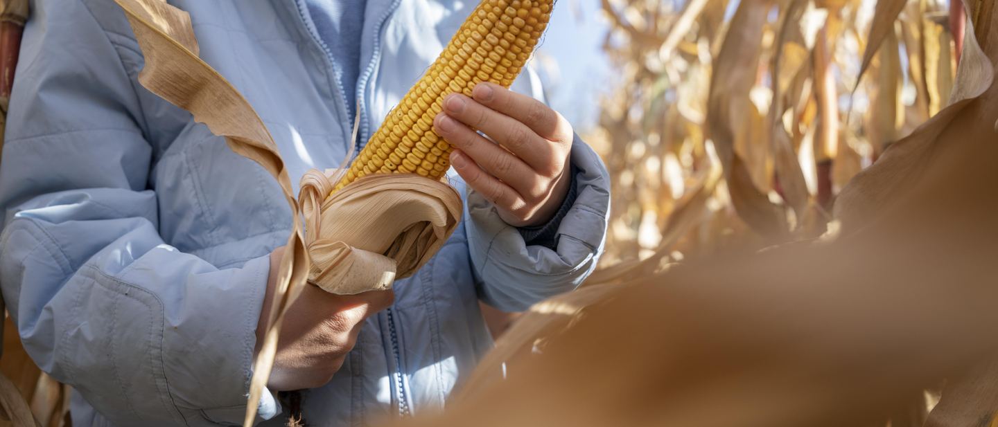 Produtor segurando uma espiga de milho colhida, em meio à lavoura
